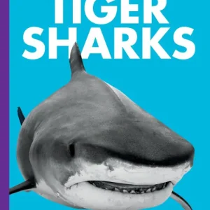 Big Sale Curious about Tiger Sharks