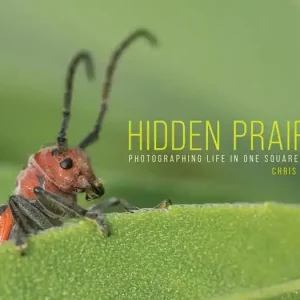 Buy Direct Hidden Prairie: Photographing Life in One Square Meter