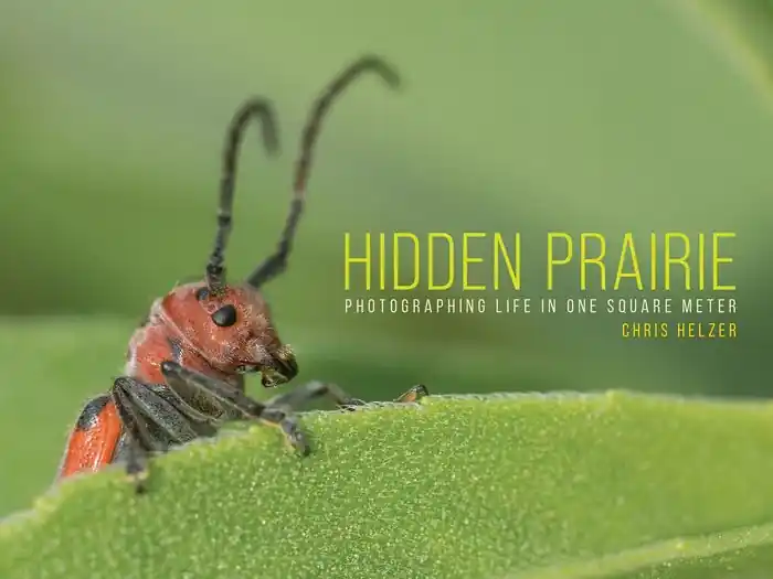 Buy Direct Hidden Prairie: Photographing Life in One Square Meter